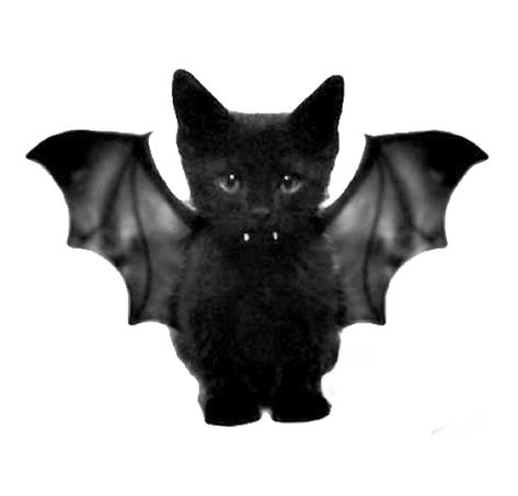 Bat Kitty, Edgy Fashion Photography, Bat Dog, Cat Profile, Cat Skull, Cute Bat, Cardboard Art, Cat Icon, Picture Icon