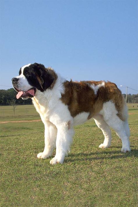 Poodle Toy, Giant Dog Breeds, Big Dog Breeds, Huge Dogs, St Bernard Dogs, Bernard Dog, Giant Dogs, Large Dog Breeds, Cute Dogs And Puppies