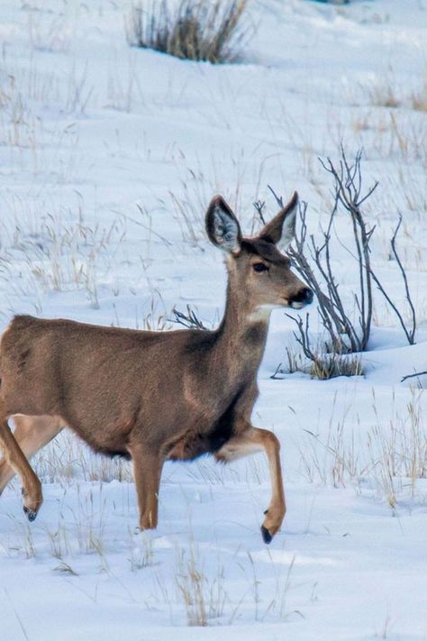 Winter in Utah is perfect for wildlife watchers! You can see Rocky Mountain mule deer, or Odocoileus hemionus, from the mountains to your backyard. Check our website to learn more- www.utahguide.com/things_to_do_in_utah/utah-wildlife #UtahWildlife #MuleDeer #WinterAdventures #muledeerhunting #muley #muleyfreak #wildlifephotographer #wildphotography #naturephotograpy Mule Deer Hunting, Wild Photography, Mule Deer, Wildlife Art, Rocky Mountain, Rocky Mountains, The Mountain, Mule, Rocky