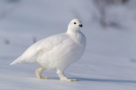 Meet the Bird With Built-In Snowshoes  Feathery feet help ptarmigans travel on top of the snow during winter.  https://www.audubon.org/news/meet-bird-built-snowshoes?ms=digital-eng-social-facebook-x-20191010_fb_link_-_willow_ptarmigan_birdnote&utm_source=facebook&utm_medium=social&utm_campaign=20191010_fb_link_-_willow_ptarmigan_birdnote Willow Ptarmigan, Snow Animals, Snowshoes, Jack Rabbit, Bird Hunting, Winter Bird, Arctic Animals, Pretty Birds, Animal Photo