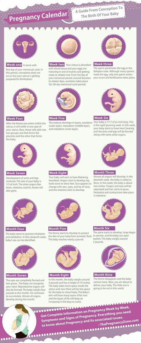 Pregnancy calendar 5 Weeks Pregnant, Pregnancy Timeline, Pregnancy Facts, Pregnancy Calendar, Pregnancy Info, Baby Stage, Baby Planning, Pregnancy Health, Baby Prep