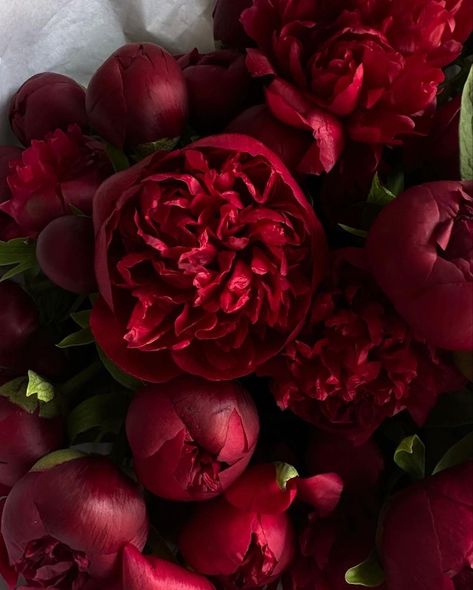 Red Rose Bouquet Wedding, Winter Palette, Diy Knife, Boquette Flowers, Red Peonies, Nothing But Flowers, Flower Therapy, Peonies Bouquet, Beautiful Bouquet Of Flowers