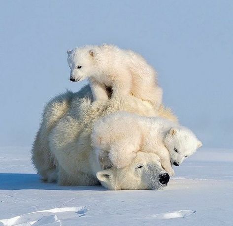 Wildlife photography Polar Bear Images, Baby Polar Bears, Bear Pictures, Bear Cubs, Polar Bears, Cute Wild Animals, Cute Animal Pictures, Sweet Animals