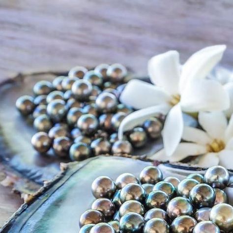 @adventures.tahiti on Instagram: "The Tahitian pearl (or black pearl) is an organic gem formed from the black lip oyster.  Although these pearls are often referred to as black, they have a remarkable color range that covers the spectrum - from light, creamy white and grey, to regal greens, iridescent peacock and deep black.  Unlike the more common pearl types, Tahitian pearls typically have a naturally dark body color. These pearls have become some of the most sought-after, expensive pearls in the world. Because of their vast color range, matching these pearls into a finished strand is an enormous task requiring thousands of loose pearls to create a single strand.

La perle de Tahiti (ou perle noire) est une gemme organique formée à partir de l'huître à lèvres noires. Bien que ces perles s Color Range, Black Lips, Loose Pearls, Pearl Types, Tahitian Pearls, Body Color, Deep Black, Body Colour, Black Pearl