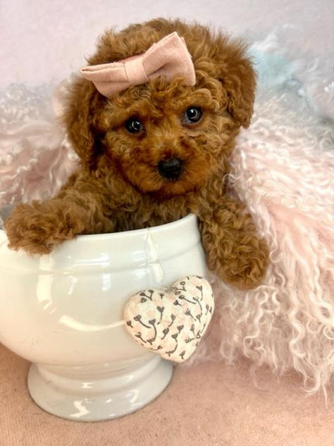 Adorable Toy Poodle Puppies Looking for Their Fur-ever Homes! 🐩 Whether you're looking for a cuddly companion or a playful pal, these little bundles of joy are ready to steal your heart. From their fluffy coats to their charming personalities, these Toy Poodles are simply irresistible. DM for inquiries and let's find the perfect match for you! 🏡💕 #ToyPoodle #PuppiesForSale #FurEverHome #AdoptDontShop" Toy Poodles For Sale, Crepe Suzette, Toy Poodle Puppy, Puppies Near Me, Toy Poodles, Teacup Puppies For Sale, Toy Poodle Puppies, Poodle Puppies, Dog Boutique