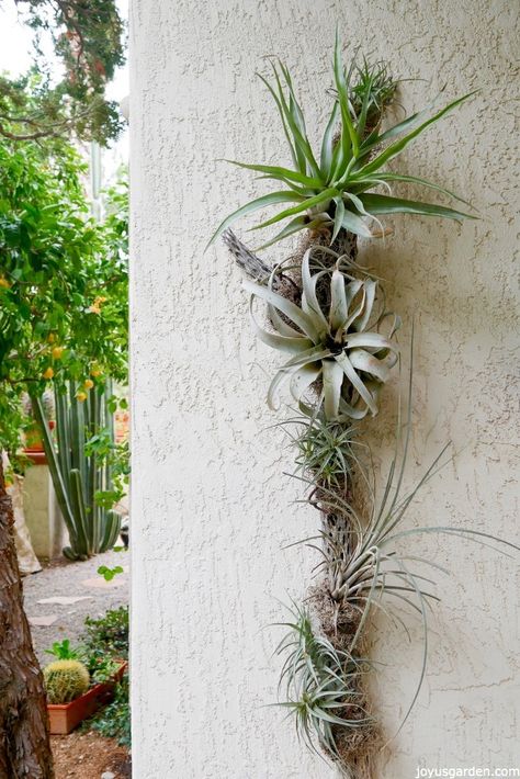 Creating An Air Plant Display On Cholla Wood. The materials used, steps taken & a video to guide you. Diy Kokedama, Kokedama Diy, Air Plants Diy, Airplant Wall, Plant Display Ideas, Air Plants Decor, Plant Diy, Air Plants Care, Plant Hanging