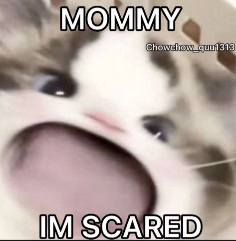 Scared Meme, Meme Cat, Im Scared, Memes Quotes, Memes, Quotes, Movie Posters, Quick Saves, Film Posters