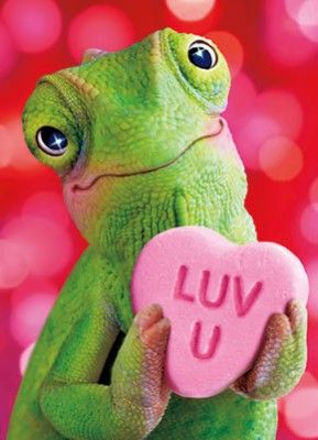 Reptiles And Amphibians, Kawaii, Funny Characters, Luv U, Funny Animal Photos, Leap Year, Valentines Greetings, Funny Character, Seriously Funny