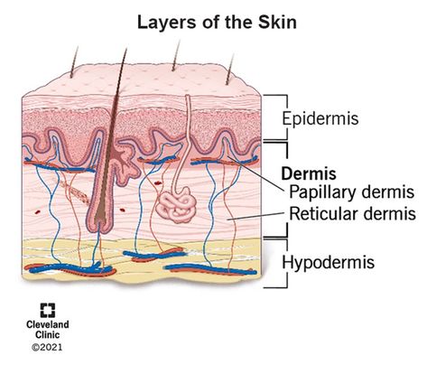 Dermis (Middle Layer of Skin): Layers, Function & Structure Dermis Layers, Skin Layers, Pet Scan, Layers Of The Epidermis, Skin Grafting, Subcutaneous Tissue, Collagen Fibers, Magnetic Resonance Imaging, Sweat Gland