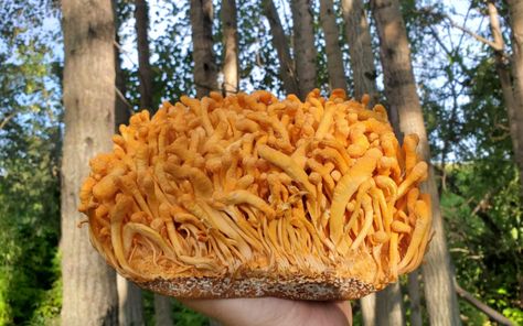 What Are Cordyceps Mushrooms? This Guide Tells All! - FreshCap Mushrooms Health And Exercise, Cordyceps Mushroom, Mushroom Supplements, Cordyceps Sinensis, Lung Health, Lower Inflammation, Mushroom Powder, Fast Metabolism, High Fat Diet