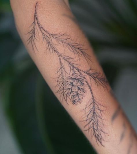 Pine Cone Tattoos, Pine Sprig Tattoo, Pine Tree Back Tattoo, Pine Tree Arm Tattoo, Pine Bough Tattoo, Tattoo Ideas Nature Simple, Larch Tree Tattoo, Longleaf Pine Tattoo, Pine Tattoo Branch