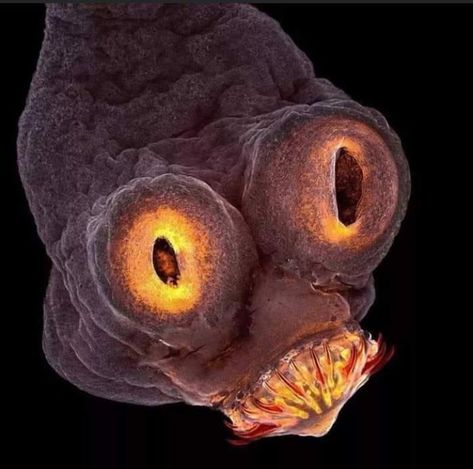 The face of a tapeworm under an electron microscope - 9GAG Electron Microscope, The Head