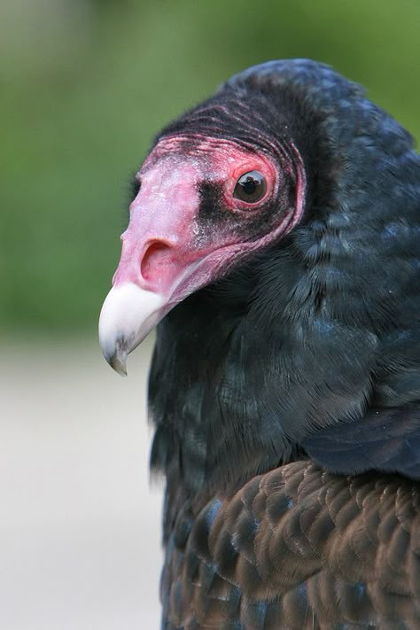 IMG_7873e | Turkey vulture | Arjan Haverkamp | Flickr Marvel Vulture, Vulture Illustration, Vulture Skull, Vulture Marvel, Vulture Tattoo, Vulture Bird, Beak Mask, Bearded Vulture, Feathered Dinosaurs