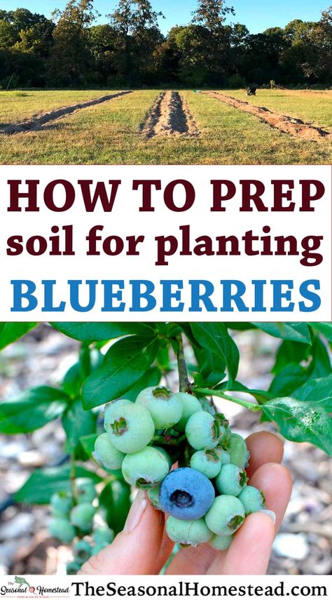 Planting Blueberry Bushes, Blueberry Gardening, Blueberry Bush, Growing Blueberries, Berry Garden, Blueberry Plant, Growing Fruit Trees, Berry Bushes, Plants Growing