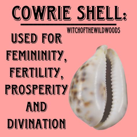 WitchOfTheWildWoods Cowrie Reading, Seashell Magick, Hoodoo Protection, Ancestral Work, Shell Magic, Alchemy Elements, Goddess Spirituality, Hoodoo Spells, Crystal Seashells