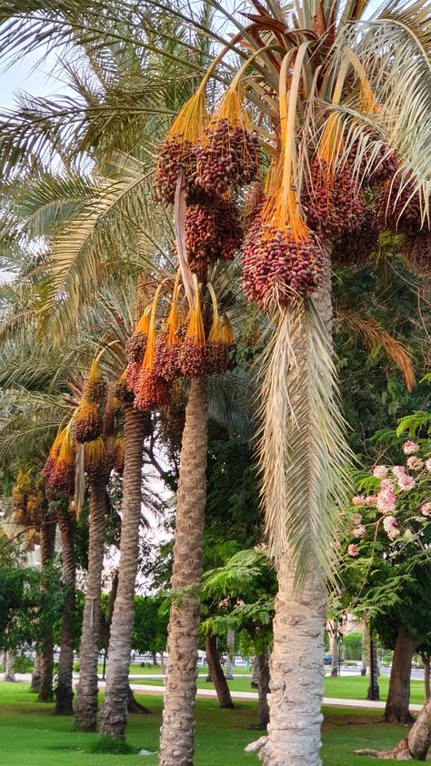 Dates Tree Palms, Date Palm Tree, Healthiest Fruits, Date Palms, Dates Tree, Florida Palm Trees, Palm Tree Photography, Palm Trees Landscaping, Book Illustration Design