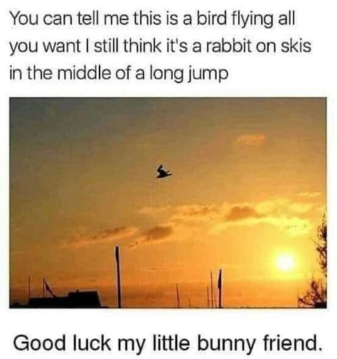 Long Jump, Work Jokes, Belly Laughs, Cheer Me Up, Animal Jokes, Birds Flying, Really Funny Pictures, Funny Animal, Friends Funny