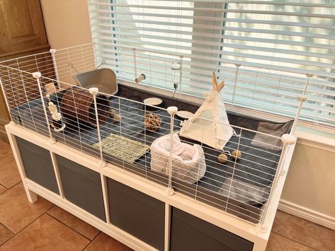 Kavee 2x4 Guinea pig cage on IKEA Kallax storage shelves Pig Ideas, Creative Writing Lesson, Pig Care, Pet Room, Ikea Kallax Shelf, Guinea Pig House, Pet Bunny Rabbits, Kallax Shelf, Pig House