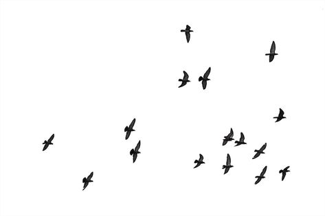 Bird Top View, Birds Freedom, Bird Flock, Freedom Bird, Flying Pigeon, Flock Of Birds, Flying Bird, Small Birds, Top View