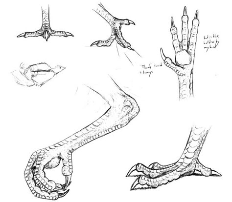 How to draw talons Bird Feet Anatomy, Chicken Anatomy Drawing, Crow Feet Drawing, Bird Feet Drawing Reference, Chicken Reference Drawing, Bird Talons Drawing, Bird Feet Reference, Chicken Feet Drawing, Chicken Foot Tattoo