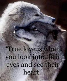 Viking Warrior Quotes, Wolf And Fox Love, Wolf Pack Quotes, Lup Singuratic, Lone Wolf Quotes, Viking Quotes, Wolf Artwork, Wolf Quotes, Wolf Photos