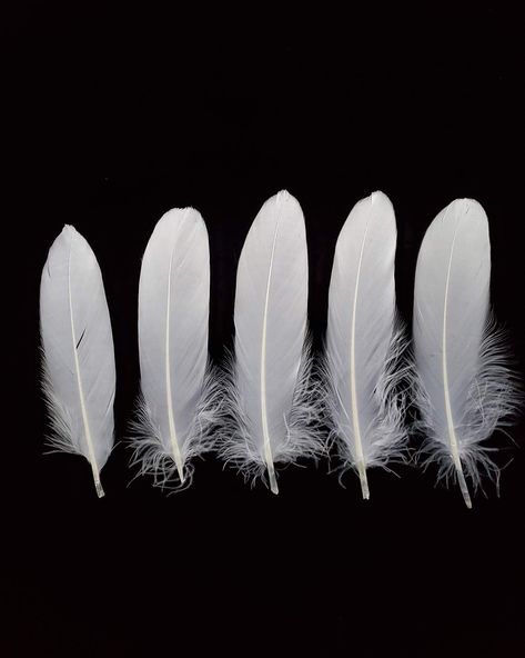 PRICES MAY VARY. Feather crafts: 100 pcs per bag, Natural Feathers: Professionally cleaned and sanitized using high temperature steamed and sanitized to perfection. Colored Dyed Goose Feathers: They can be used for DIY craft projects and party decorations, adding some flair to parties, Dream Catcherss, gatherings and other dress ups. Good price of good quality, as the new seller in Amazon, we want to supply the great goods for good price to our best customers True to size: 6-8 inch, the size wil Goose Craft, Swan Wings, Feather Garland, Bead Loom Kits, Wing Feathers, Native American Crafts, Hair Supplies, White Goose, Turkey Feathers