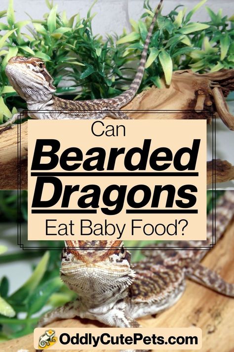 Can bearded dragons eat baby food? Which types of baby food can bearded dragons eat? Will it cause any health issues? Baby Beard, Bearded Dragon Habitat, Baby Bearded Dragon, Pet Lizards, Pet Dragon, Organic Baby Food, Human Babies, Natural Diet, Raw Vegetables