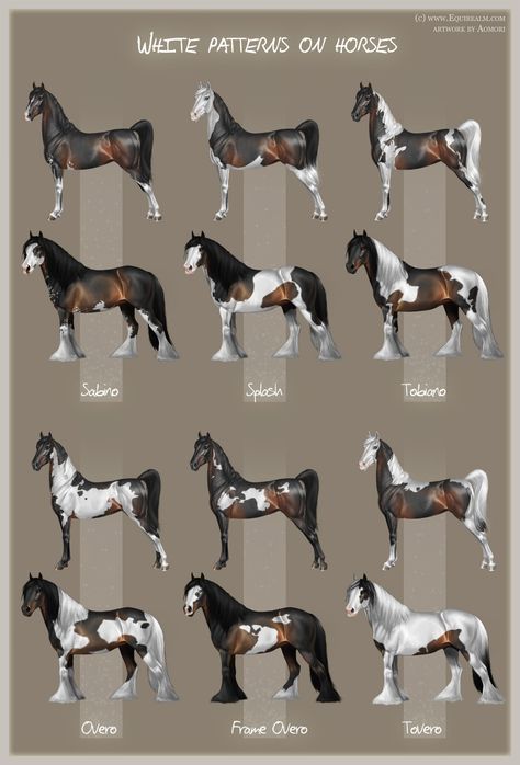 White patterns on horses Cool Horse Coats, Shires Horse, Horse Color Chart, Ahal Teke, Horses Breeds, Different Horse Breeds, Horse Markings, Horse Coat Colors, Horse Facts