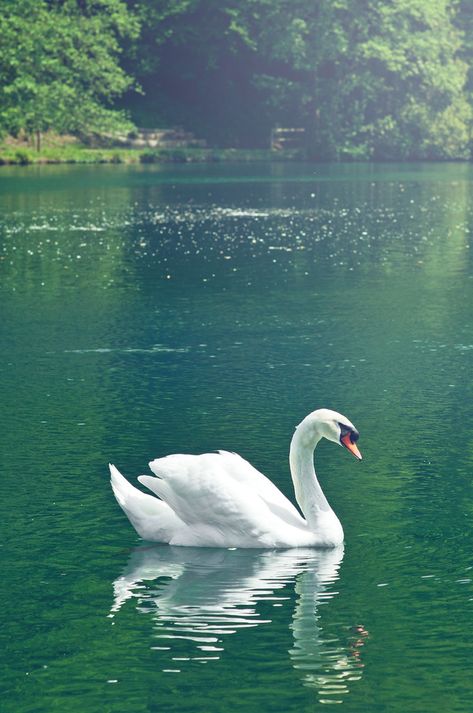 Swan Photography, Swan Pictures, Swan Painting, Swans Art, Beautiful Swan, White Swan, Airbrush Art, Lukisan Cat Air, Big Bird