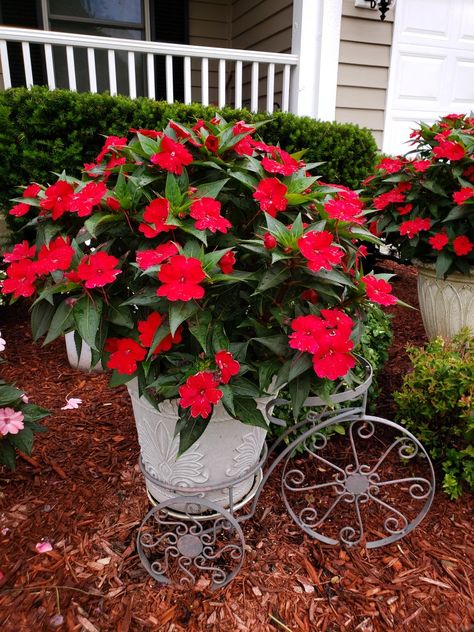 SunPatiens Compact Fire Red Janette's Container Garden 2019. One plant. Red Flower Pot Ideas, Red Potted Flowers, Flower Container Ideas, Plants With Red Flowers, Red Flowers Garden, Red Yellow Orange Flower Garden, Porch Flowers, Potted Flowers, Painted Clay