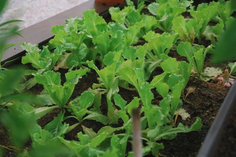 Planting Vegetables in Late Summer - Weston Nurseries Farm Crops, How To Grow Lettuce, Grow Lettuce, Planting Onions, Summer Flowering Bulbs, Lettuce Seeds, Growing Lettuce, Basil Seeds, Spring Flowering Bulbs