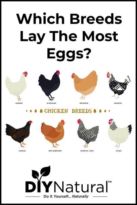 Here is a list of the best egg-laying chickens. Some are popular breeds but some of the best chicken breeds for eggs will surprise you. Chickens And Egg Colors, Best Chickens For Eggs, Chicken Breeds Chart, Chicken Breeds For Eggs, Best Chicken Breeds, Rare Chicken Breeds, Best Laying Chickens, Laying Chickens Breeds, Chicken Raising