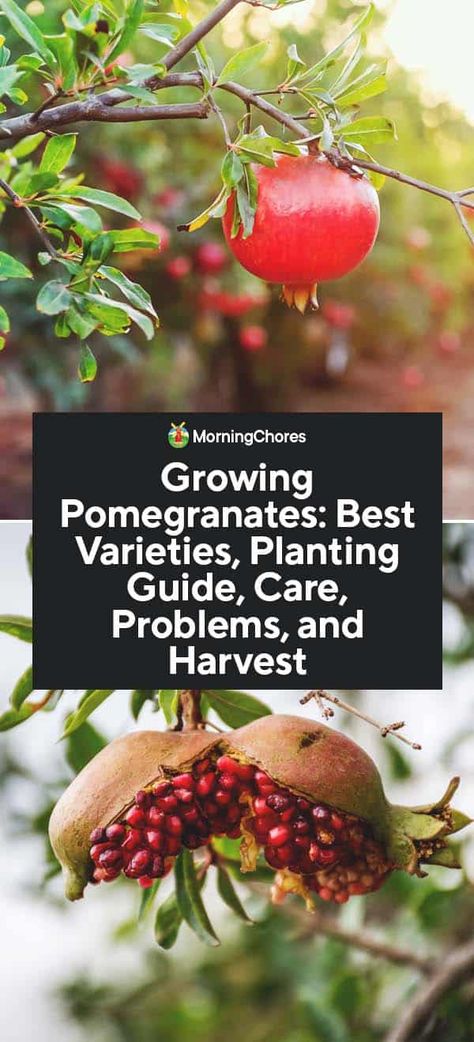 Pomegranate Trees: Best Varieties, Growing Guide, Care, Problems, and Harvest Pomegranate Growing, Planting Spinach, Pomegranate Tree, Growing Fruit Trees, Pomegranate Fruit, Growing Grapes, Garden Types, Garden Harvest, Healthy Garden