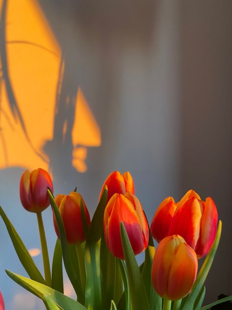 Orange Tulips Aesthetic, Tulips Orange, Tulips Vase Aesthetic, Fall Tulips, Yellow Orange Aesthetic, Bright Aesthetic, Giving Flowers, Orange Tulips, Fleur Orange