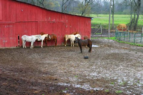 Tips to Manage Mud on Horse Farms Paddock Ideas, Horse Paddocks, Mud Control, Mud Management, Stable Management, Pasture Management, Teach Ag, Horse Pasture, Horse Paddock