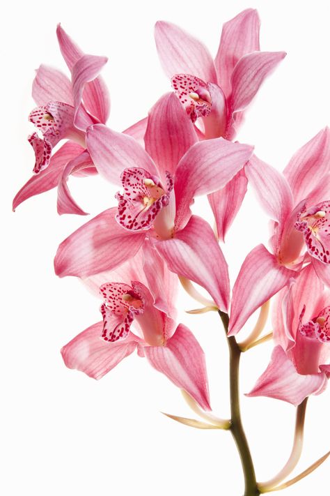 Wall décor & fine art photography | Photos by Getty Images Orchid Photography, Dark Forest Aesthetic, Prints Pink, Plants Are Friends, Floral Drawing, Orchid Flowers, Pink Orchids, Photography Wall, Pink Art