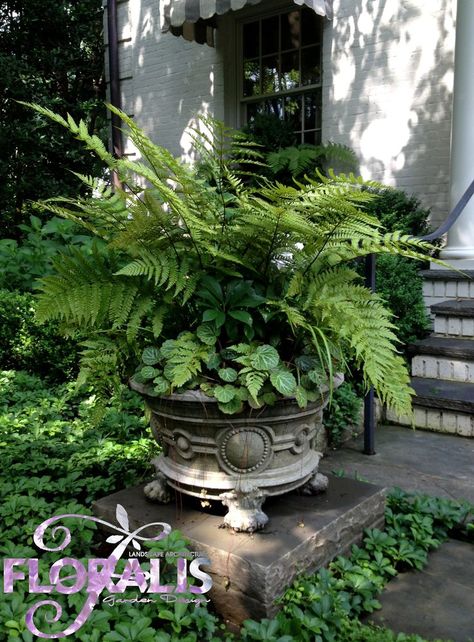 Ferns for a shady spot - a beautiful planter adds to the style and beauty Container Gardening Shade, September Garden, Diy Container, Diy Container Gardening, Container Garden Design, Garden Chic, Flowers Gardening, Garden Urns, Garden Shrubs