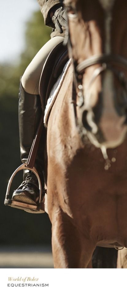 Equestrian Aesthetic, Equestrian Chic, Horse Wallpaper, Equine Photographer, Horse Aesthetic, Horse Videos, Equestrian Lifestyle, Equestrian Life, Horse Equestrian