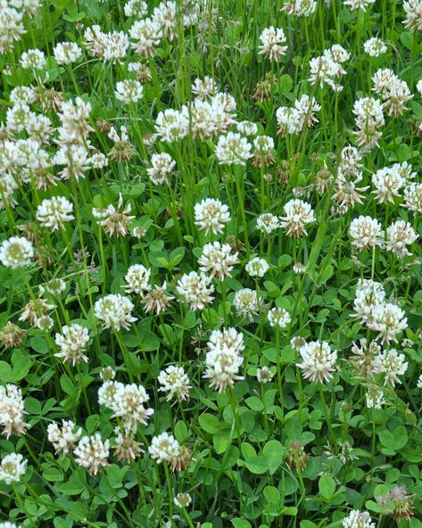 common weeds white clover Types Of Weeds, White Clover, Small White Flowers, Small Leaf, Art Academy, Clover Leaf, Geraniums, In The Garden, Yellow Flowers