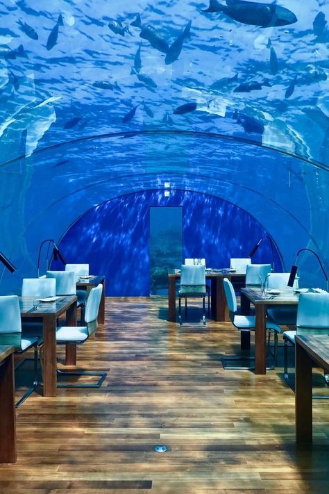 This All-Glass Underwater Restaurant in the Maldives Is Like Dinner at an Aquarium Maldives Islands, Underwater Restaurant, Dinner Show, Cool Restaurant, Maldives Island, The Maldives, Oh The Places Youll Go, Dream Destinations, Indian Ocean