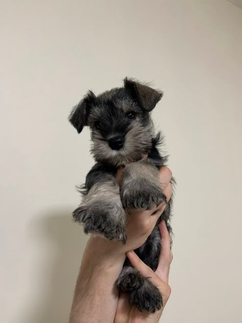 Mini Shnawser Puppy, Mini Schnauzer Aesthetic, Miniature Schnauzer Dogs, Schaunzer Dog, Snauzer Dogs, Mini Snauzer, Mini Snauzers, Miniature Snauzer, Puppies Schnauzer