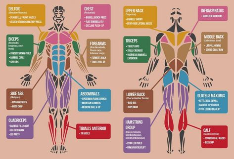 Stretching Exercises-Muscles to Stretch Pre Workout Stretches, Exercise Muscle, Muscle Anatomy, Biceps And Triceps, Muscle Building Workouts, Shoulder Muscles, Best Exercises, Muscle Training, Stretching Exercises