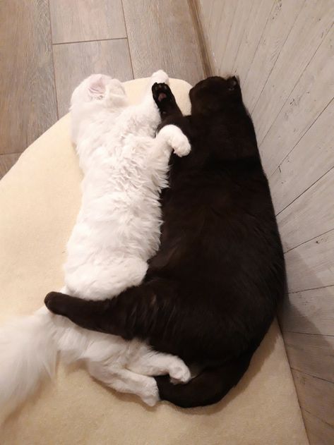 The Yin and Yang couple!! Yin Yang Couple, Kitten Lover, Heels Outfits, Types Of Animals, Yin And Yang, White Cats, Cat Diy, Yin Yang, Animals And Pets