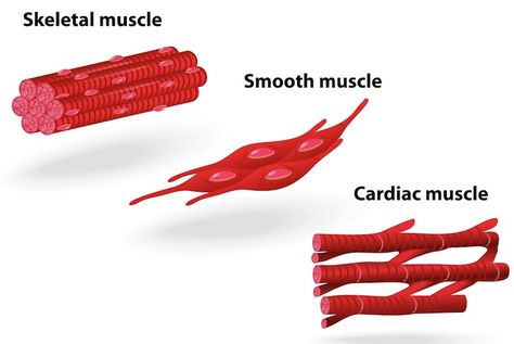 Here we see another depiction of the three types of muscular tissue. Types Of Muscle Tissue, Cell Drawing, Muscle Cell, Cardiac Muscle, Smooth Muscle Tissue, Smooth Muscle, Types Of Muscles, Muscle Structure, Integumentary System