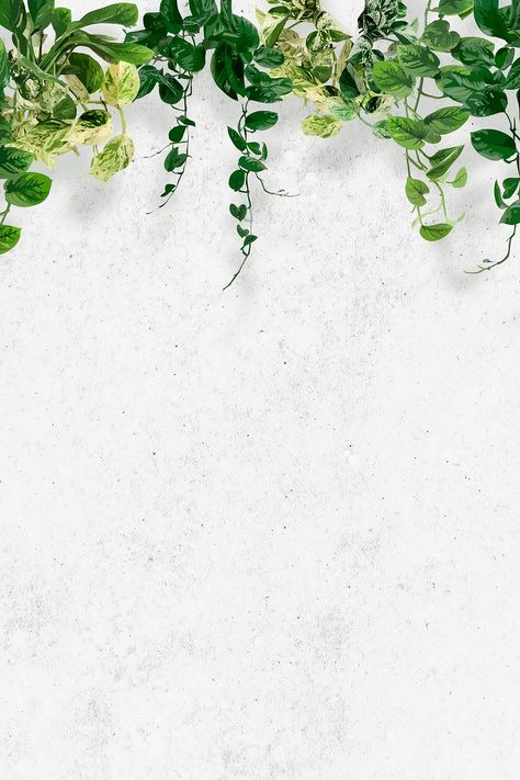 Plain Green Background, Green Leaf Wallpaper, Ivy Wall, Green Leaf Background, Border Background, Plant Background, Rose Flower Wallpaper, Psd Background, Leaf Images