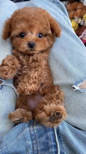 Yea Cup Poodles, Teacup Toy Poodle, Toy Breed Dogs, Mini Doodle Dog, Toy Poodle Haircut Styles, Mini Toy Poodle, Cute Small Dog Breeds, Mini Dogs Breeds, Miniature Poodle Puppies