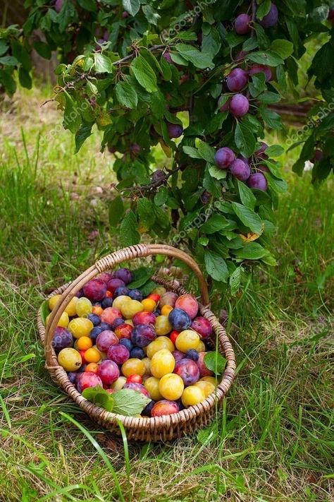 Food Garden Aesthetic, Fruit Vampire, Fruit Basket Aesthetic, Orchard Picnic, Farm Vibes, Gardening Aesthetic, Future Farms, Farm Lifestyle, Food Forest