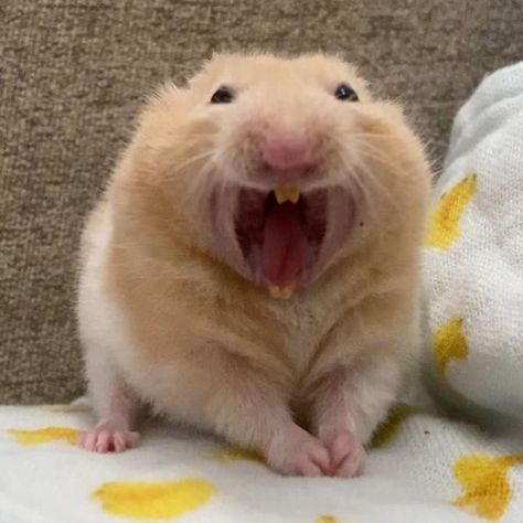 Cursed Hamster, Screaming Hamster, Scared Hamster, Hamsters Video, Hamster Care, Hay Day, Funny Video Clips, Hams, Cute Hamsters