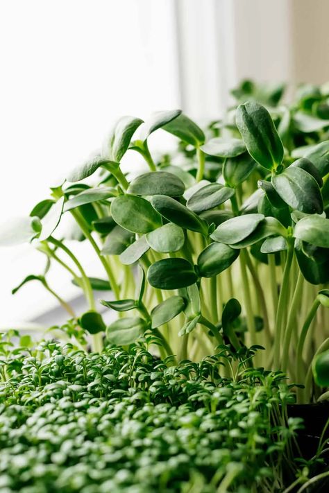 How To Grow Sunflower Microgreens: Tips for Success » RusticWise Sunflower Microgreens, Microgreens Garden, Types Of Cabbage, Roasted Root Veggies, Growing Sunflowers, Broccoli Seeds, Growing Microgreens, Tips For Success, Soil Health