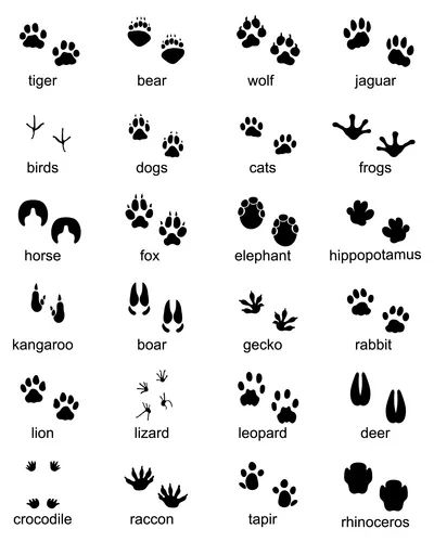 Wild Animals Illustration, Wild Animals Vector, Animal Footprints, Animals Illustration, Animal Tracks, Bird Silhouette, Bird Dogs, Black Silhouette, Black Animals